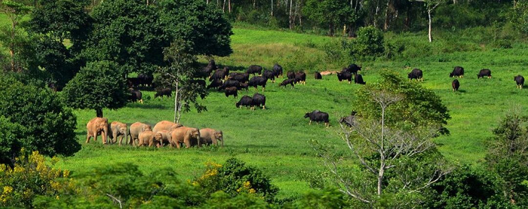 Lui Buri national park, 20km from Sugarpalm